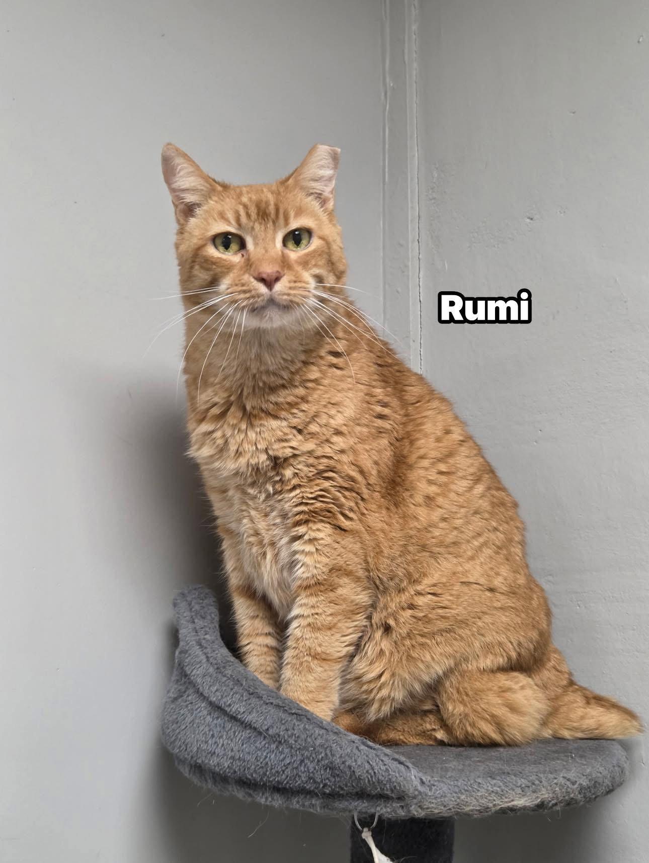 Rumi, a Adoptable Domestic Short Hair in Satellite Beach, FL image 2/3