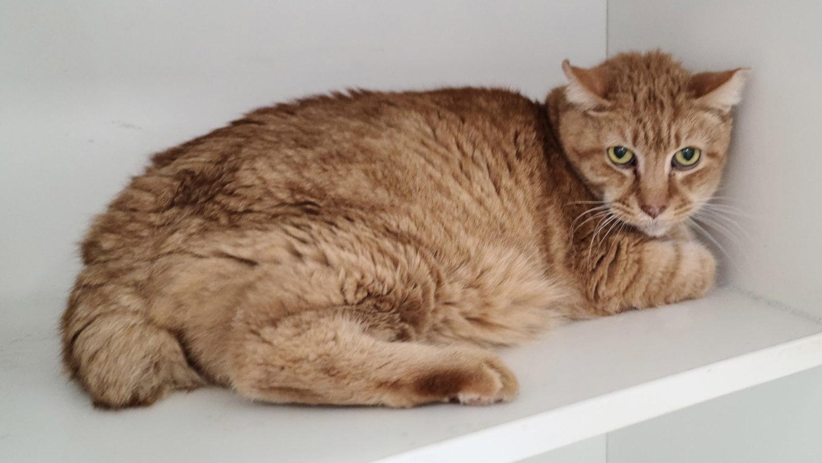 Enlarge Rumi, a Adoptable Domestic Short Hair in Satellite Beach, FL image 3/3