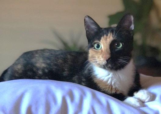 XP Fig, Adoptable, Adult Female Calico.