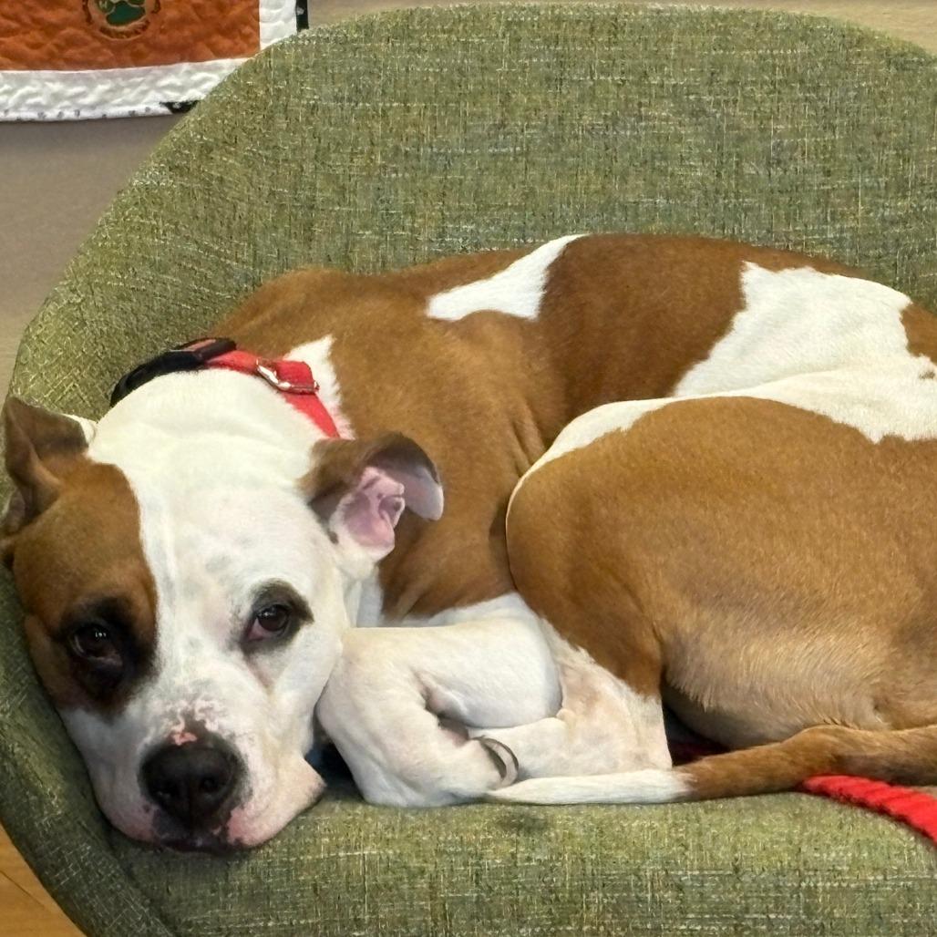 Cow, Adoptable, Adult Female Mixed Breed.