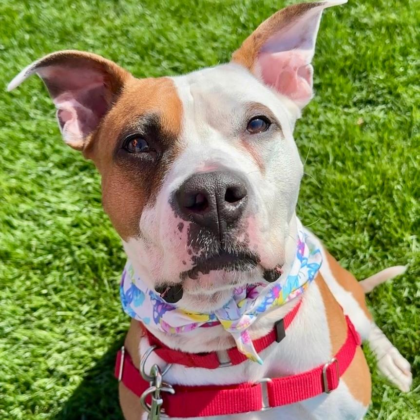 Enlarge Cow, a Adoptable Mixed Breed in Waukesha, WI image 2/3