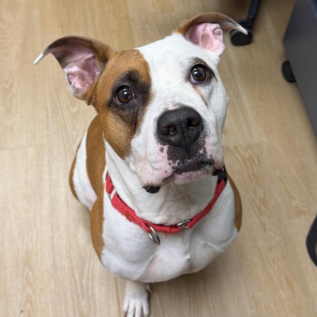 Enlarge Cow, a Adoptable Mixed Breed in Waukesha, WI image 3/3