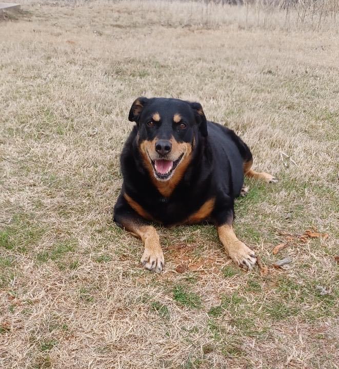 Zara, Adoptable, Senior Female Rottweiler.