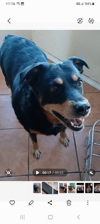 Zara, a Adoptable mixed breed in Carnegie, OK image 2/3