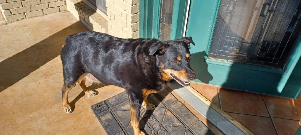 Zara, a Adoptable mixed breed in Carnegie, OK image 3/3