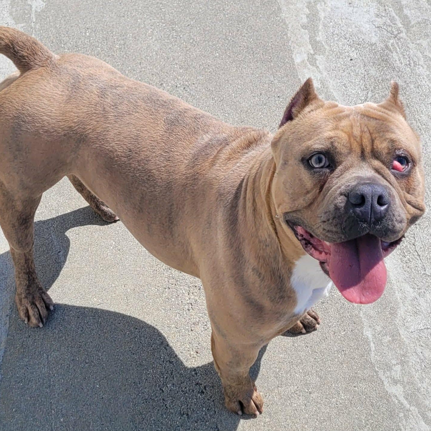 Enlarge Nena! Short and Stocky Gal!, a ADOPTABLE mixed breed in Meriden, CT image 5/6