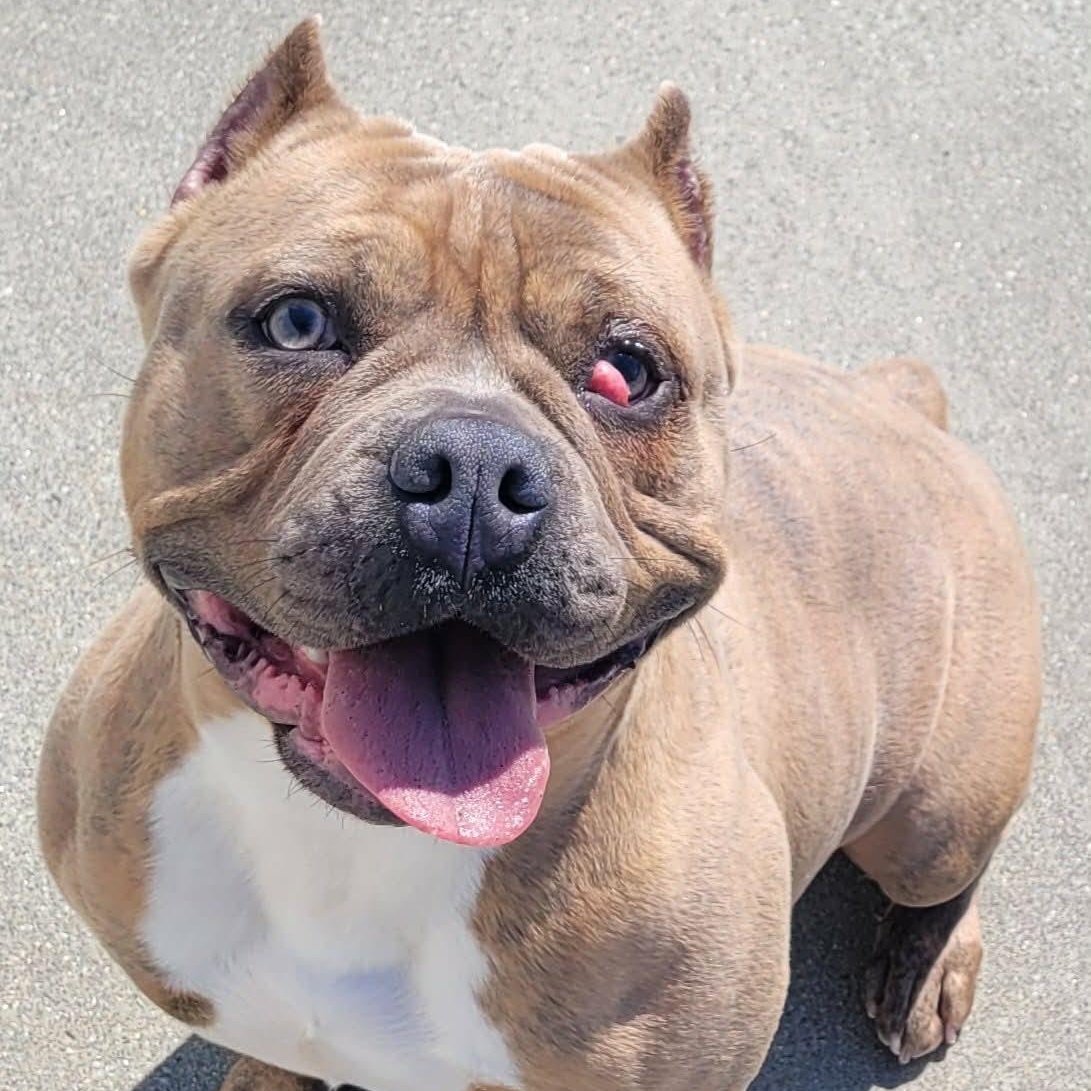 Enlarge Nena! Short and Stocky Gal!, a ADOPTABLE mixed breed in Meriden, CT image 2/6