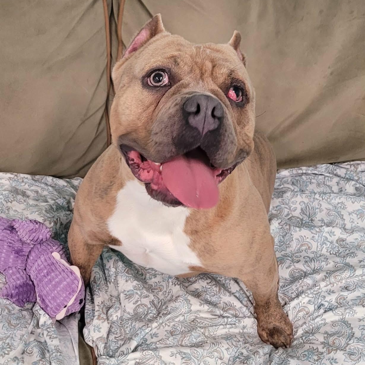 Enlarge Nena! Short and Stocky Gal!, a ADOPTABLE mixed breed in Meriden, CT image 6/6