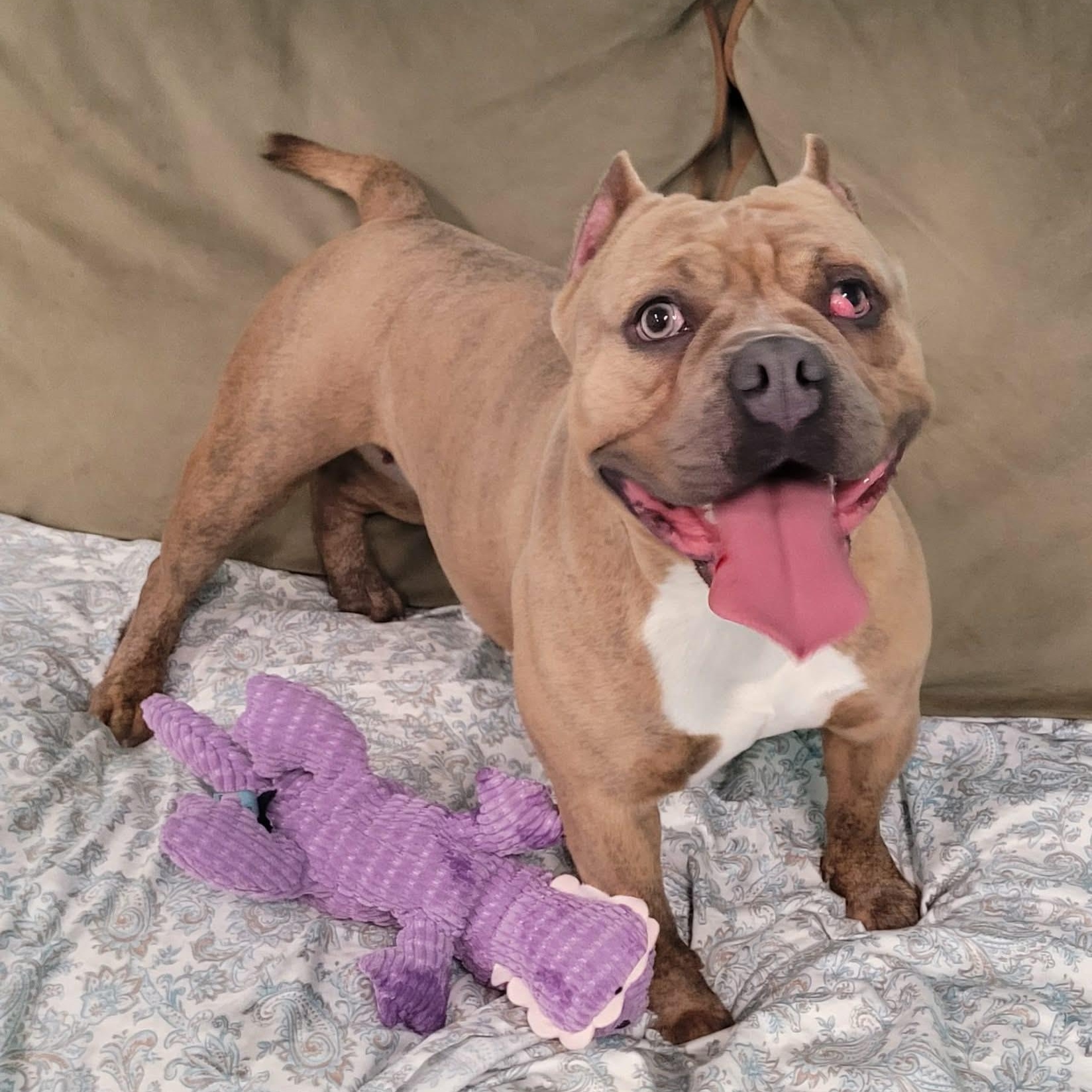 Enlarge Nena! Short and Stocky Gal!, a ADOPTABLE mixed breed in Meriden, CT image 3/6