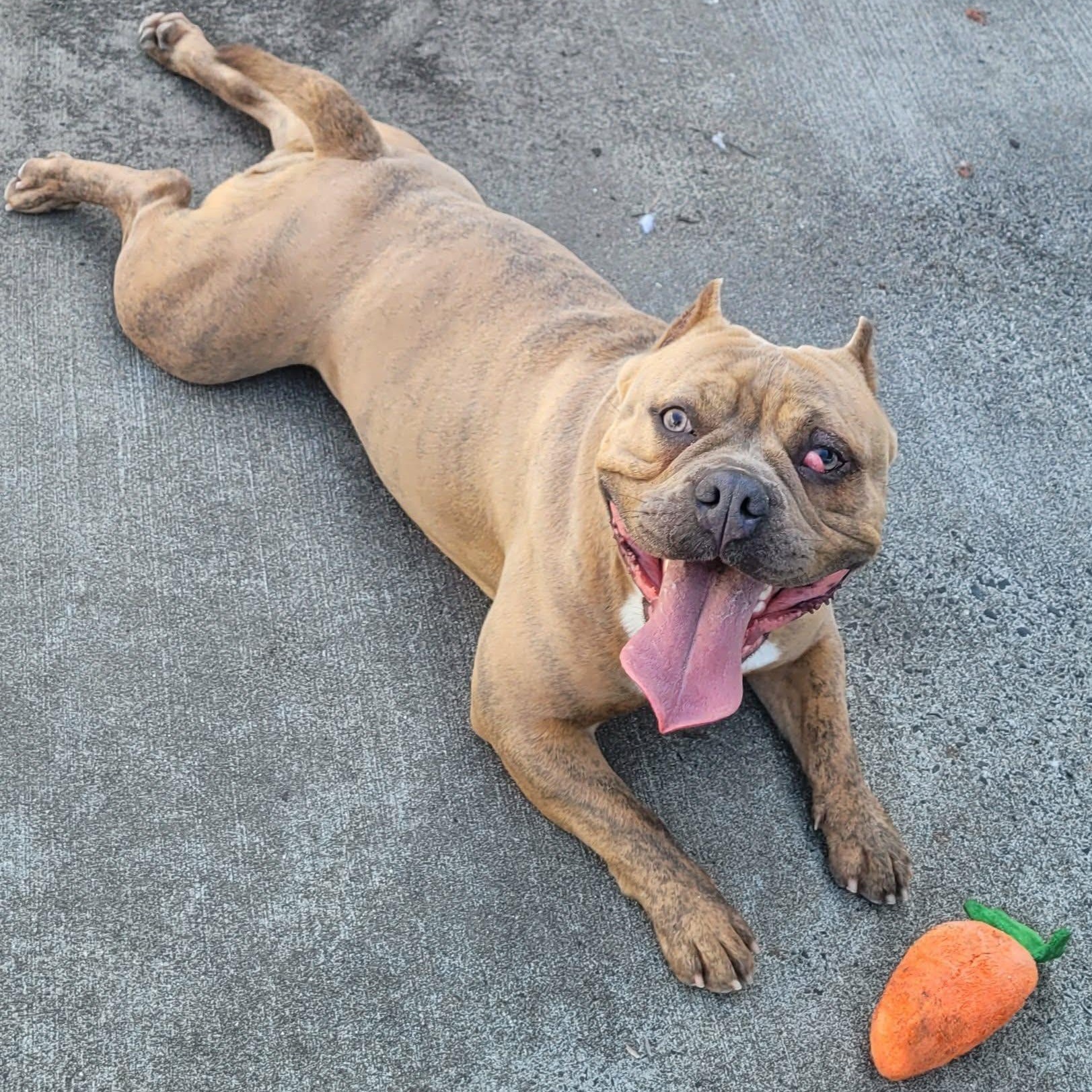 Enlarge Nena! Short and Stocky Gal!, a ADOPTABLE mixed breed in Meriden, CT image 4/6