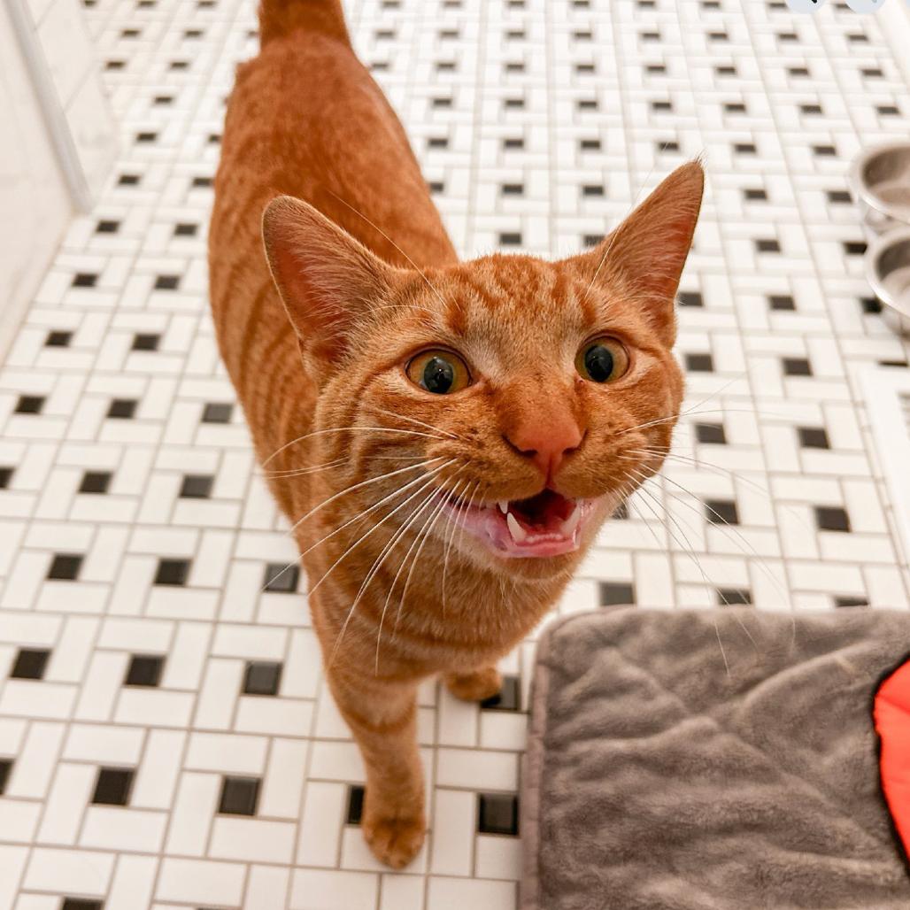 Juan, Adoptable, Young Male Domestic Short Hair.