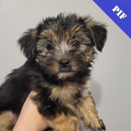 Enlarge Tayden, a Adoptable mixed breed in Elk Grove Village, IL image 1/1