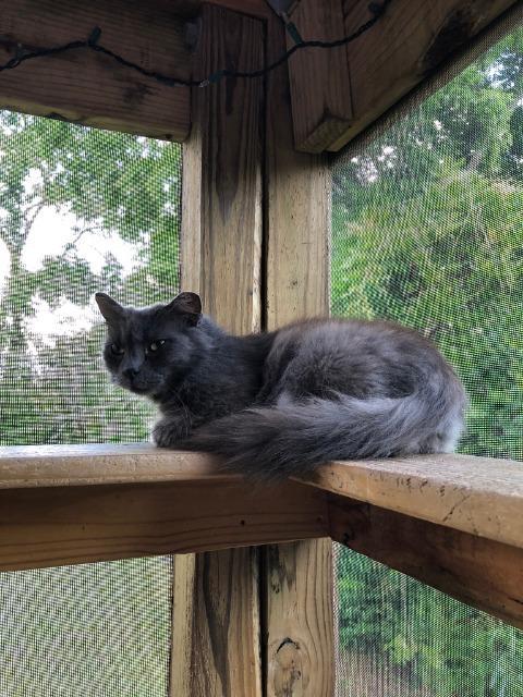 Juniper, Adopted, Senior Female Domestic Medium Hair.