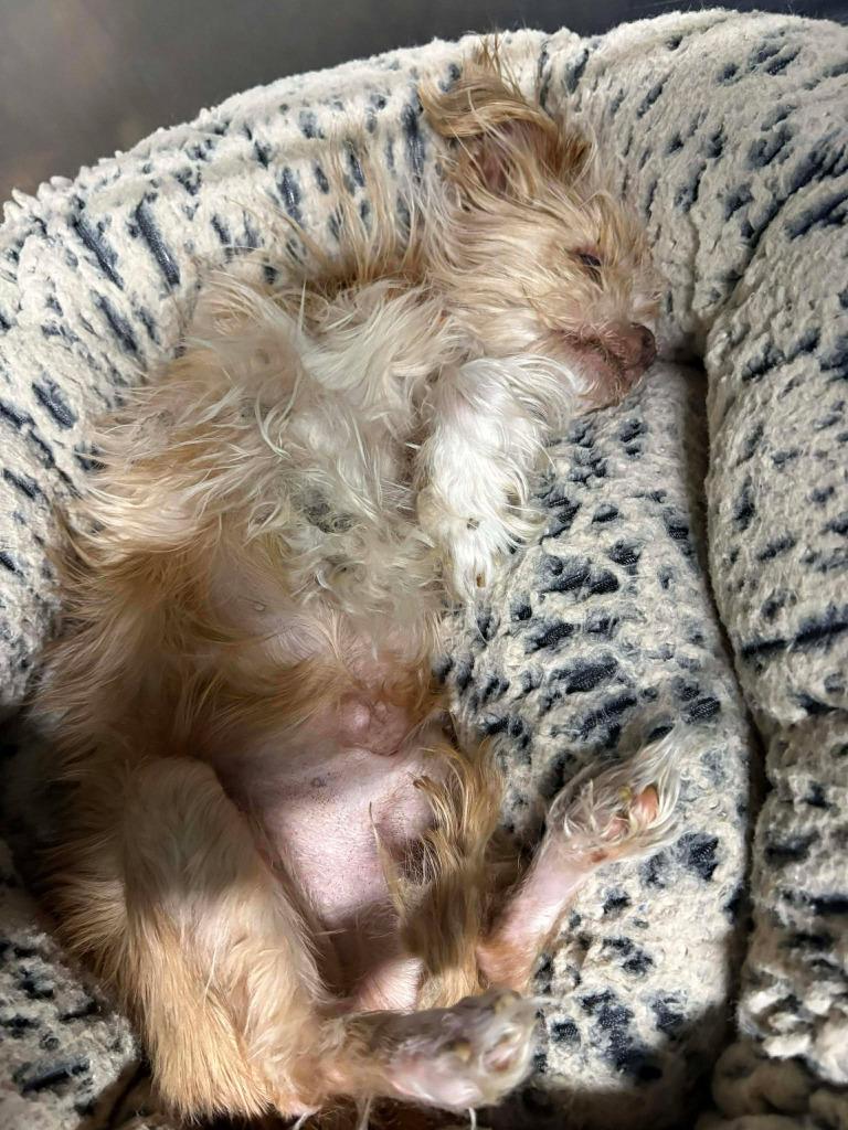 Fizzgig, Adoptable, Adult Male Brussels Griffon & Yorkshire Terrier.