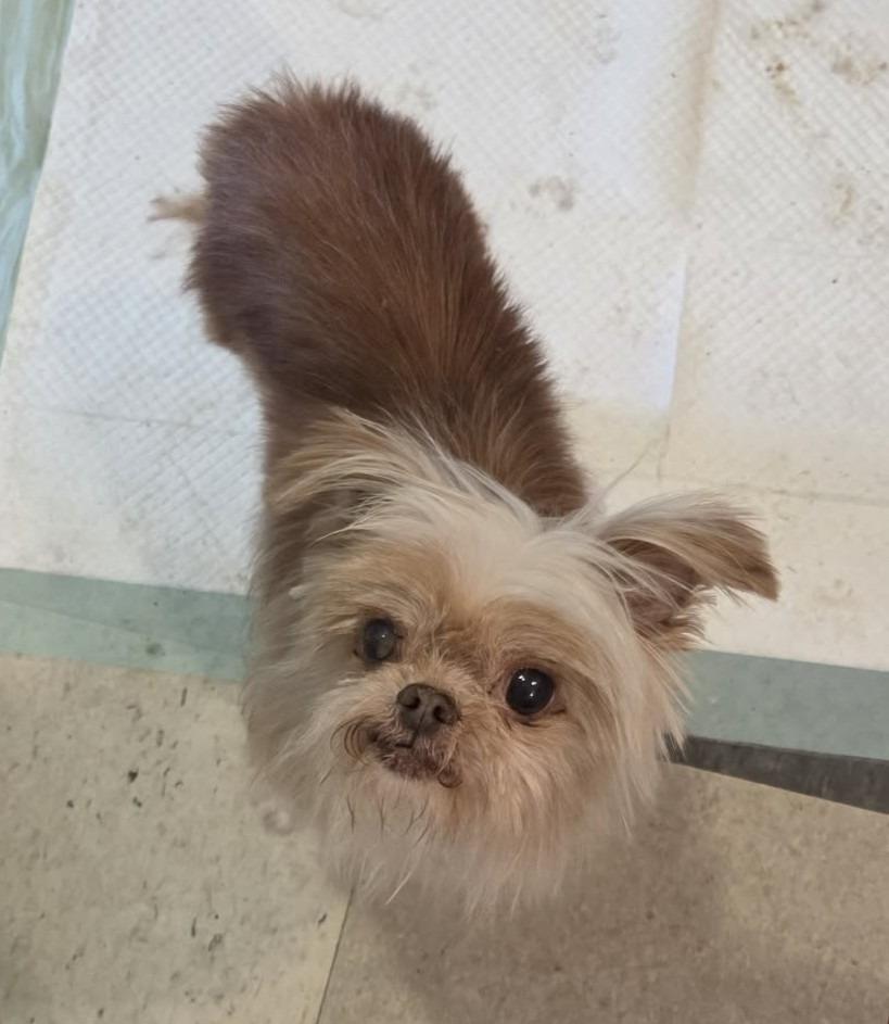 Fizzgig, a Adoptable mixed breed in Warren, MI image 2/6