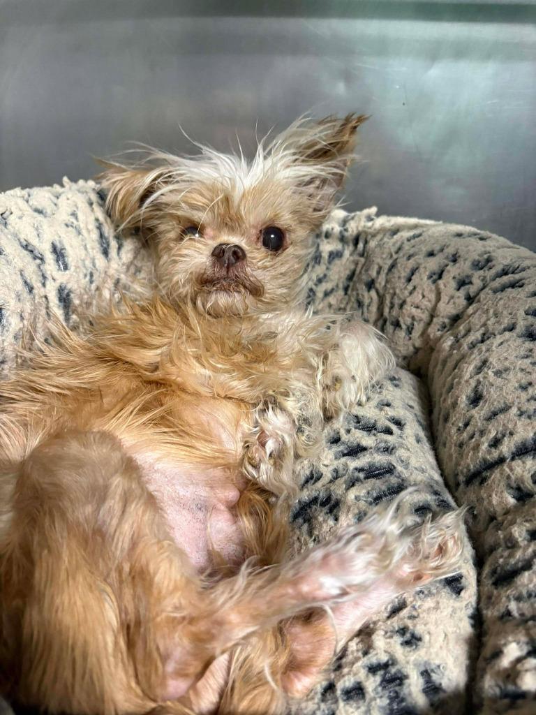 Fizzgig, a Adoptable mixed breed in Warren, MI image 3/6