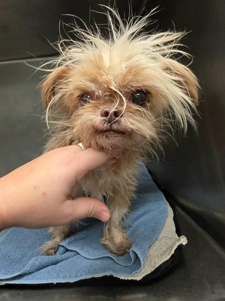 Fizzgig, a Adoptable mixed breed in Warren, MI image 4/6