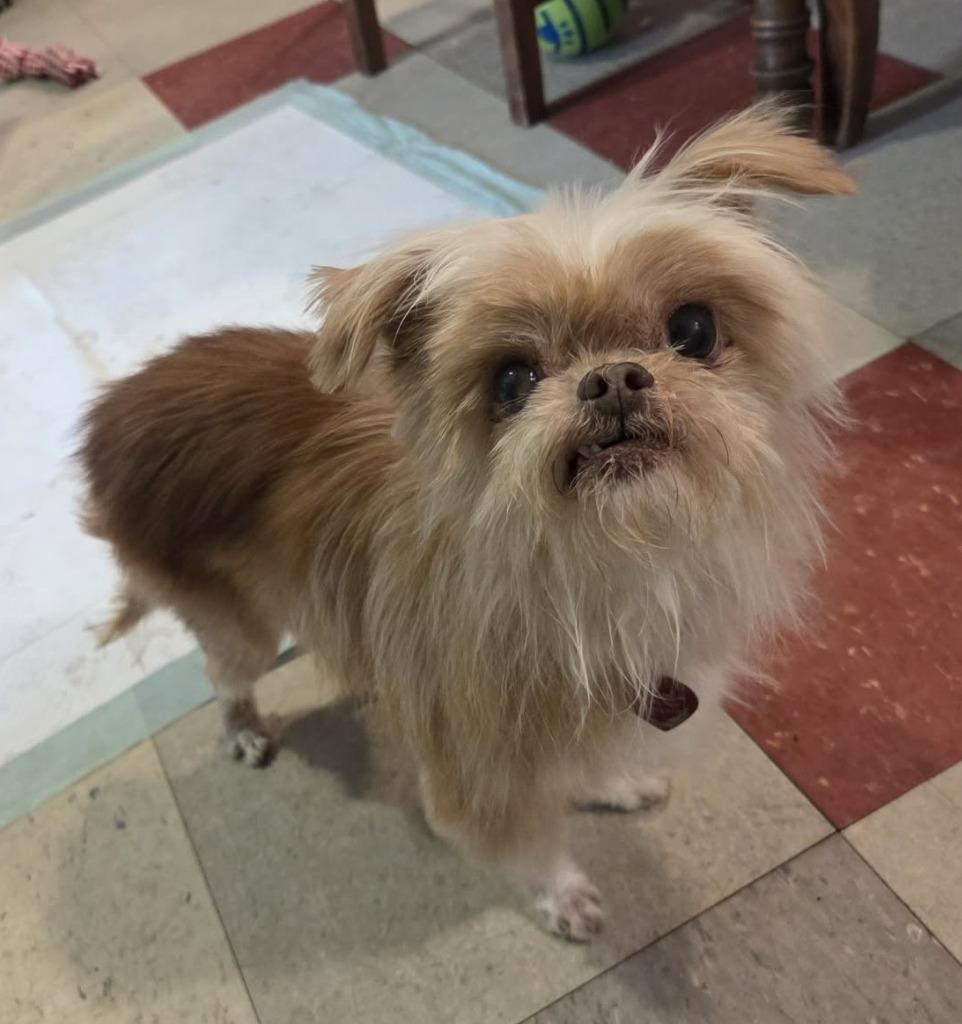 Fizzgig, a Adoptable mixed breed in Warren, MI image 6/6