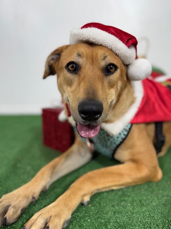 Enlarge Selene, a Adoptable mixed breed in Sacramento, CA image 1/1