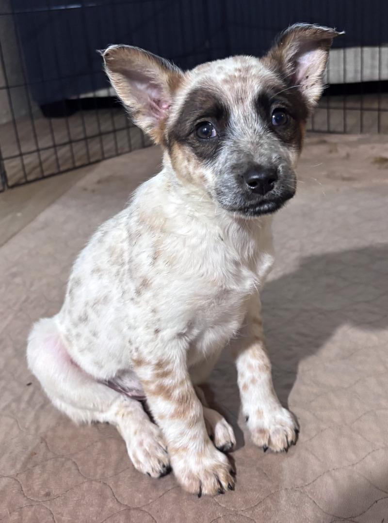 Roslyn, Adoptable, Young Female Cattle Dog & Mixed Breed.