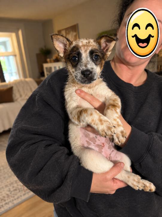 Enlarge Roslyn, a Adoptable mixed breed in North Bend, WA image 2/6