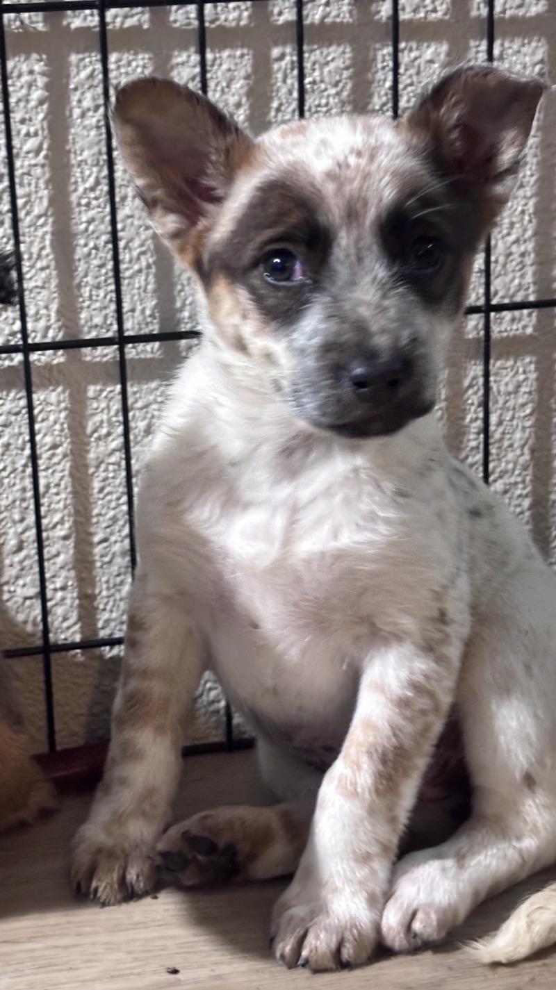 Enlarge Roslyn, a Adoptable mixed breed in North Bend, WA image 4/6