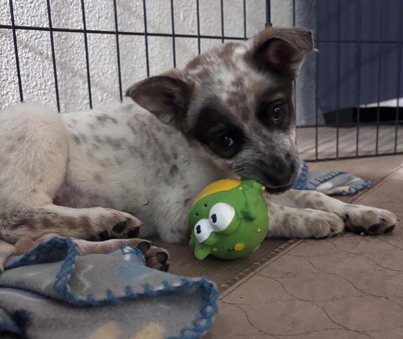 Enlarge Roslyn, a Adoptable mixed breed in North Bend, WA image 5/6