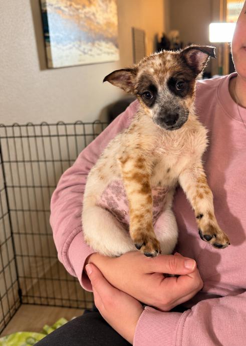 Enlarge Roslyn, a Adoptable mixed breed in North Bend, WA image 6/6