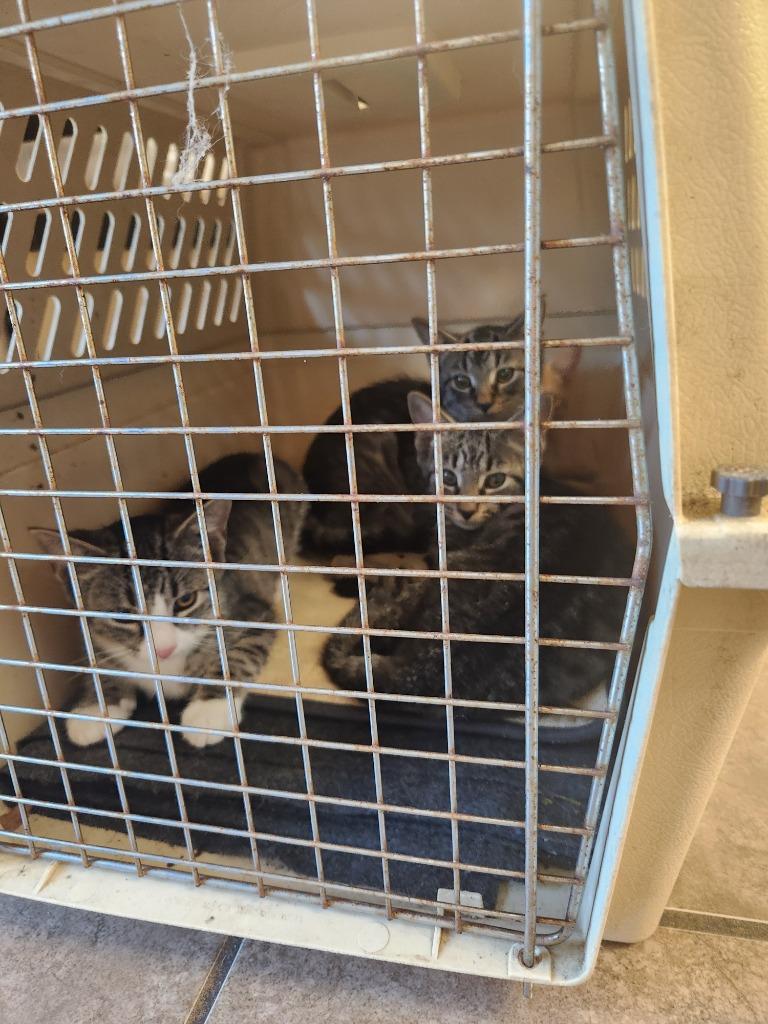 Enlarge Wood Kitten 2(Maple), a Adoptable mixed breed in Mocksville, NC image 1/2