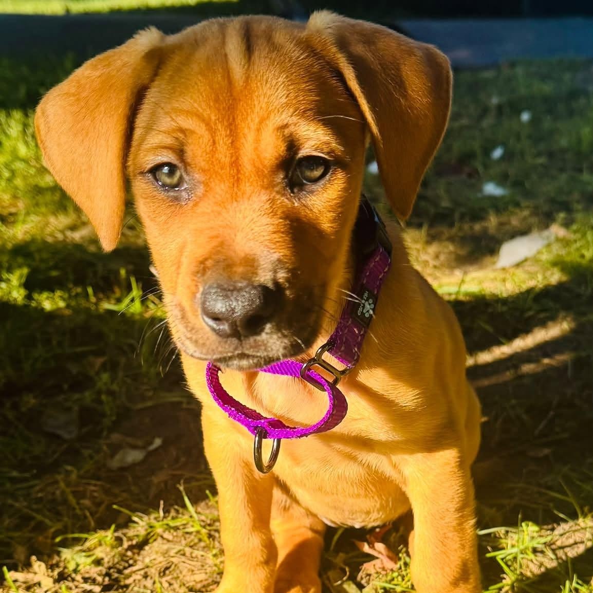 Enlarge Mauve, a Adoptable Mixed Breed in Alma, MI image 1/2