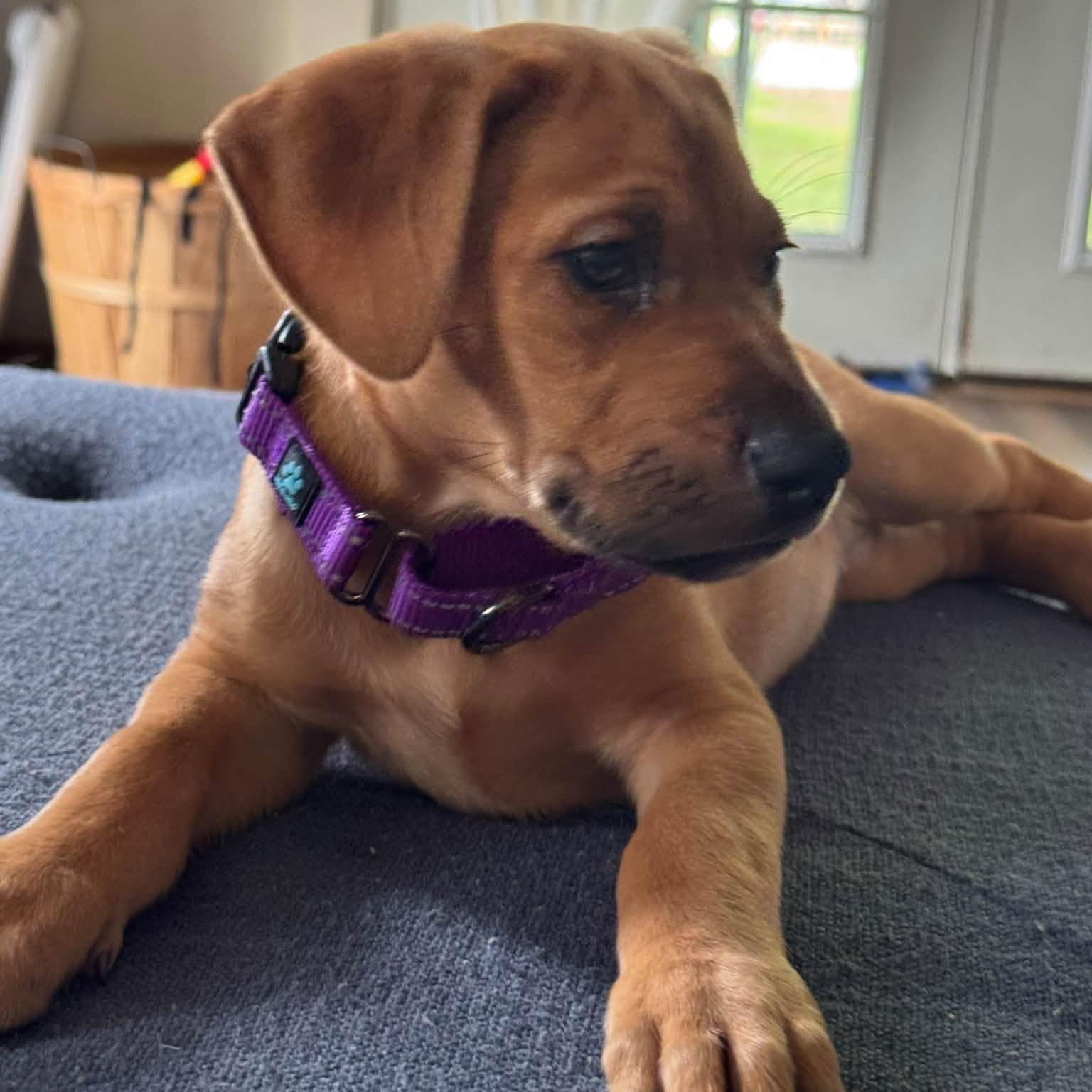 Enlarge Mauve, a Adoptable Mixed Breed in Alma, MI image 2/2