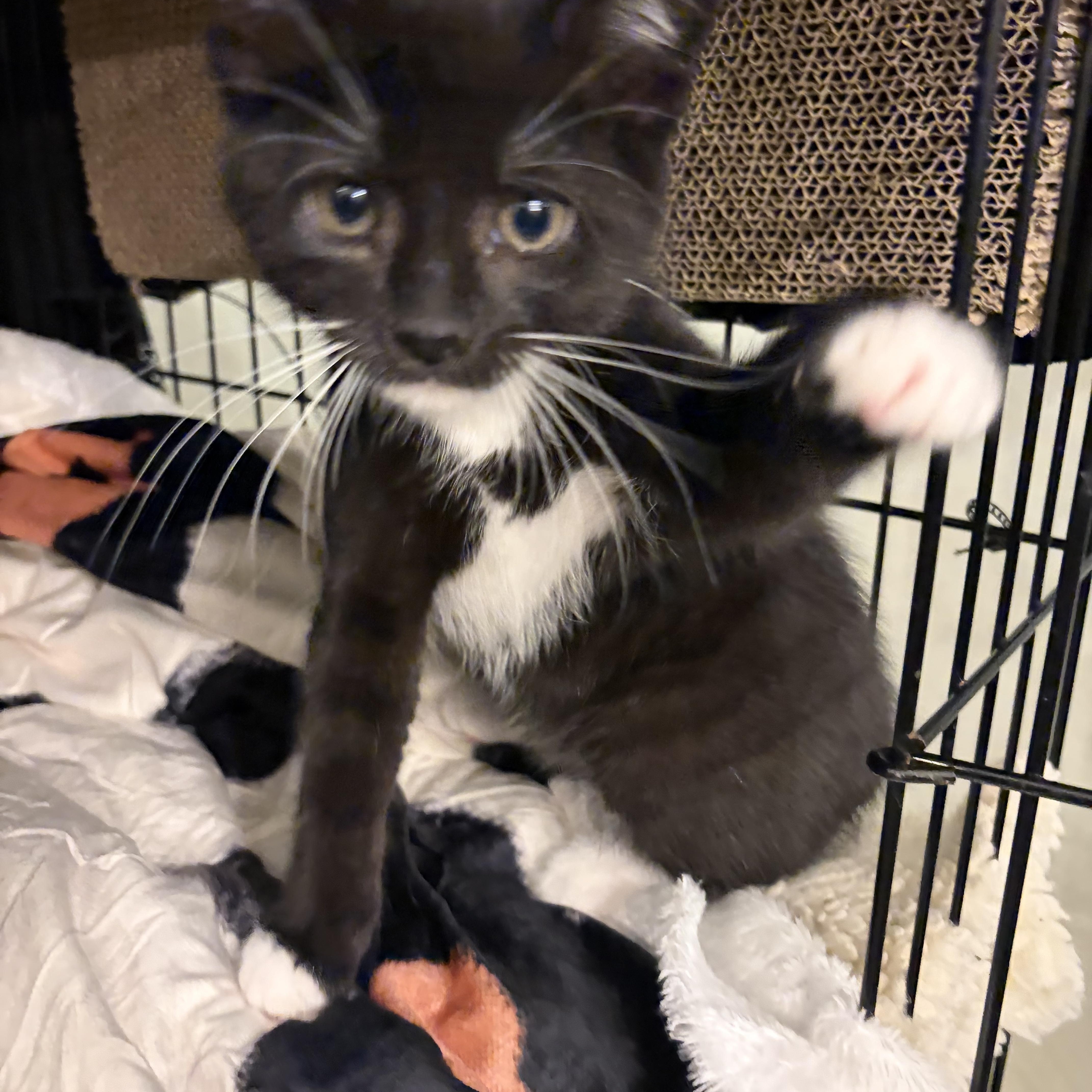 Robyn, adopted, Kitten Female Domestic Short Hair.
