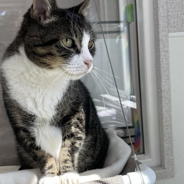 Dollar, Adoptable, Senior Male Domestic Short Hair.