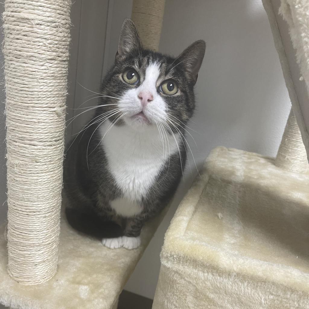 Dollar, a Adoptable Domestic Short Hair in St. Helena, CA image 2/6