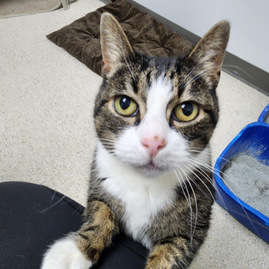 Dollar, a Adoptable Domestic Short Hair in St. Helena, CA image 4/6