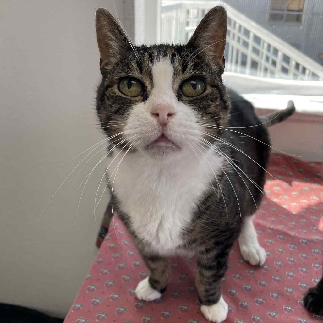 Dollar, a Adoptable Domestic Short Hair in St. Helena, CA image 5/6