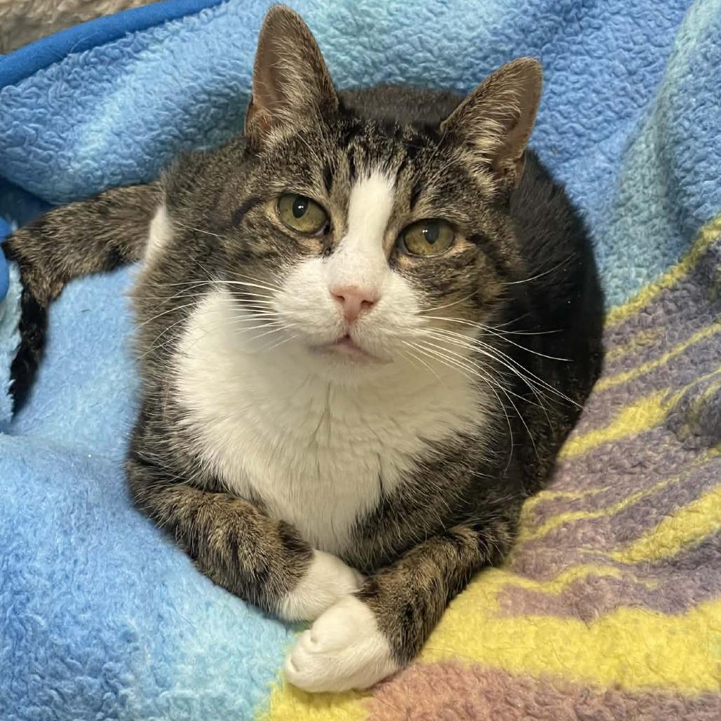 Dollar, a Adoptable Domestic Short Hair in St. Helena, CA image 6/6
