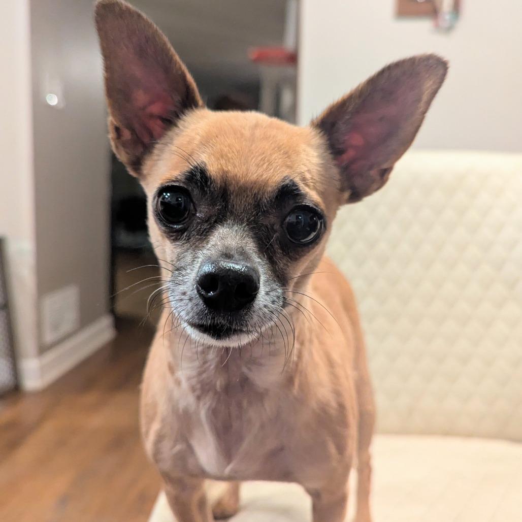 Pepsi, Adoptable, Senior Male Chihuahua.