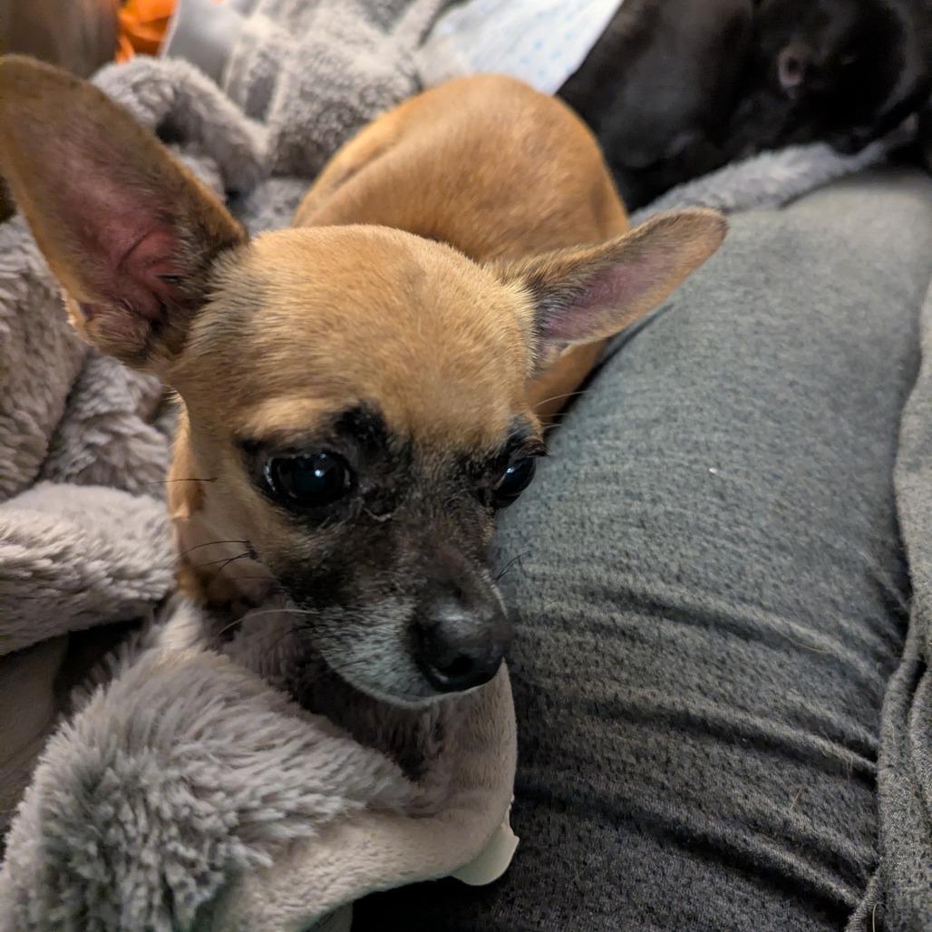 Pepsi, Adoptable, Senior Male Chihuahua.