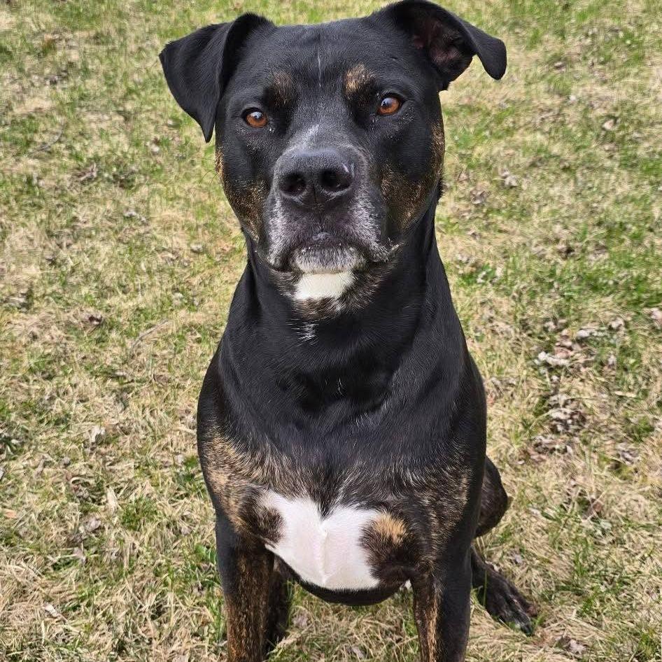 Garth, Adoptable, Adult Male Staffordshire Bull Terrier & Labrador Retriever.