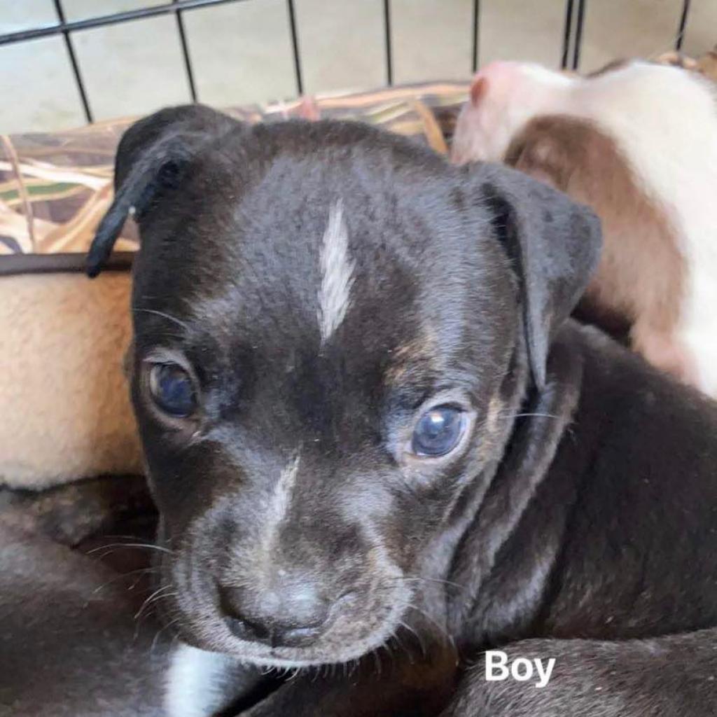 Garth, a Adoptable mixed breed in Plainfield, IL image 2/2