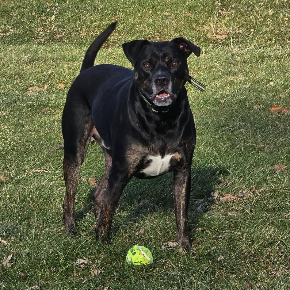 Enlarge Garth, a Adoptable mixed breed in Plainfield, IL image 3/3