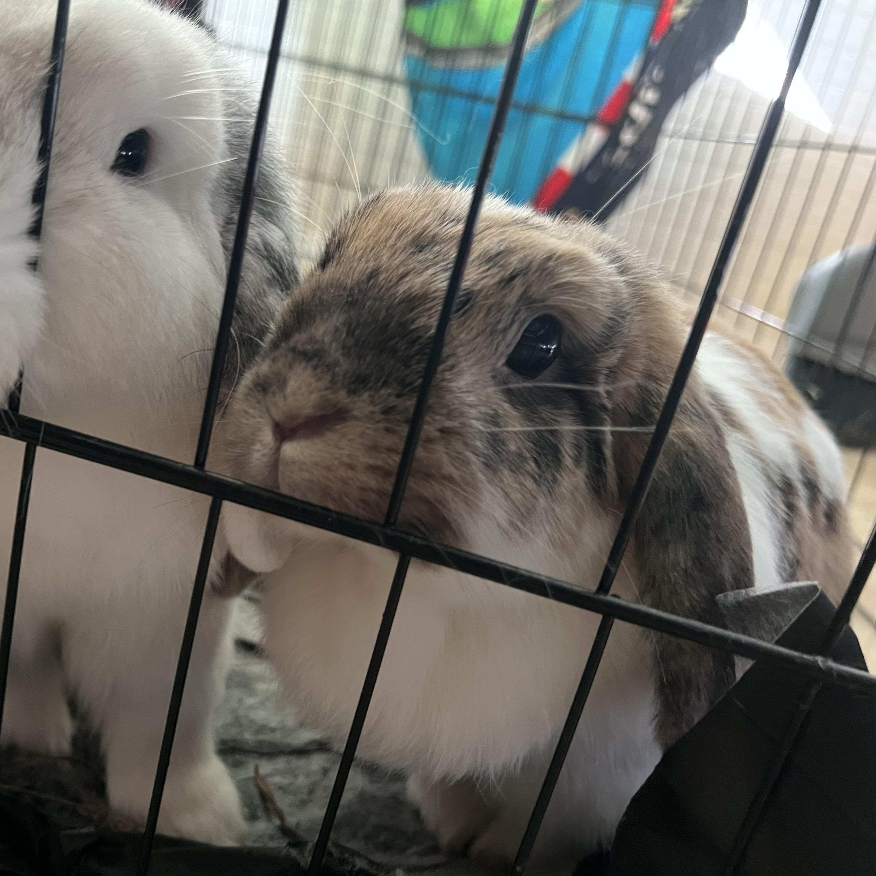 Olive & Chip, Adoptable, Adult Female Mini Lop.