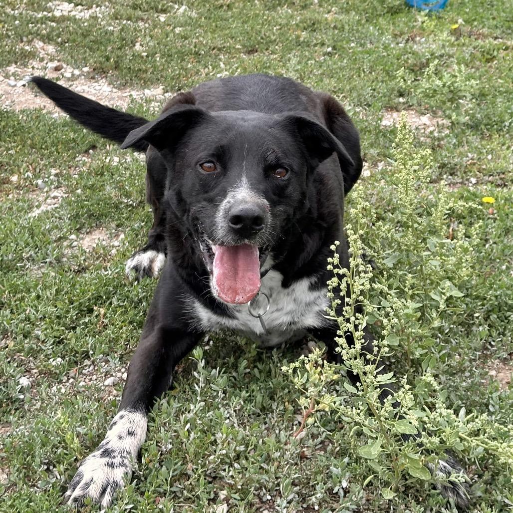 Enlarge Boomer, a Adoptable Mixed Breed in Park City, UT image 1/6