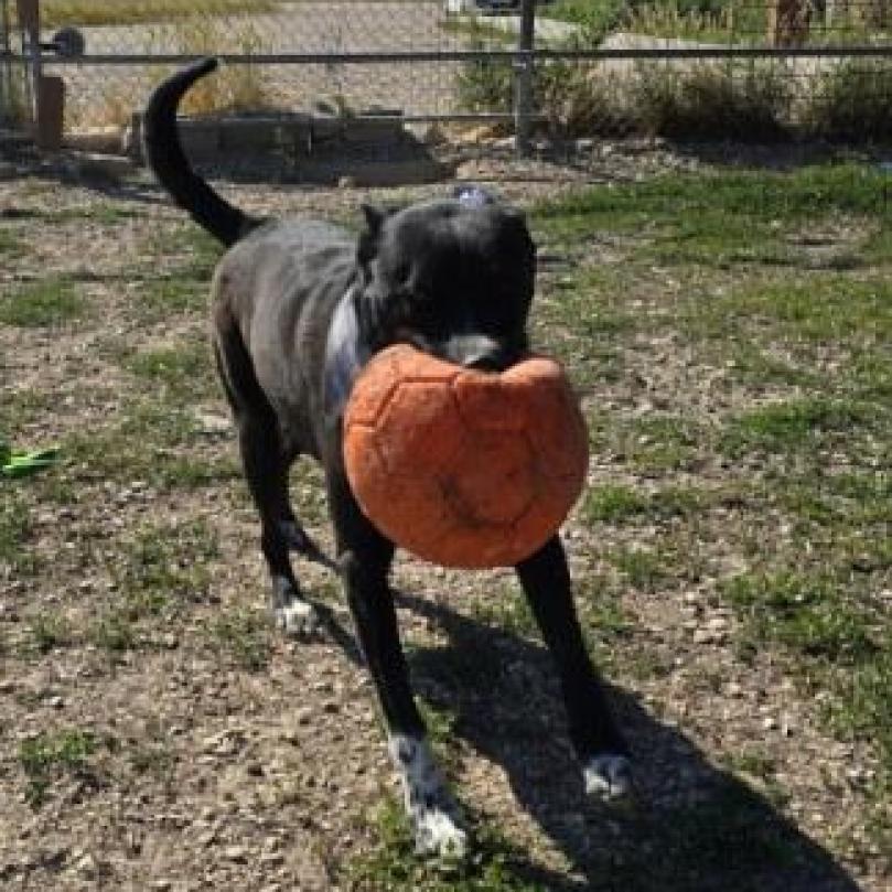 Boomer, Adoptable, Adult Male Mixed Breed.