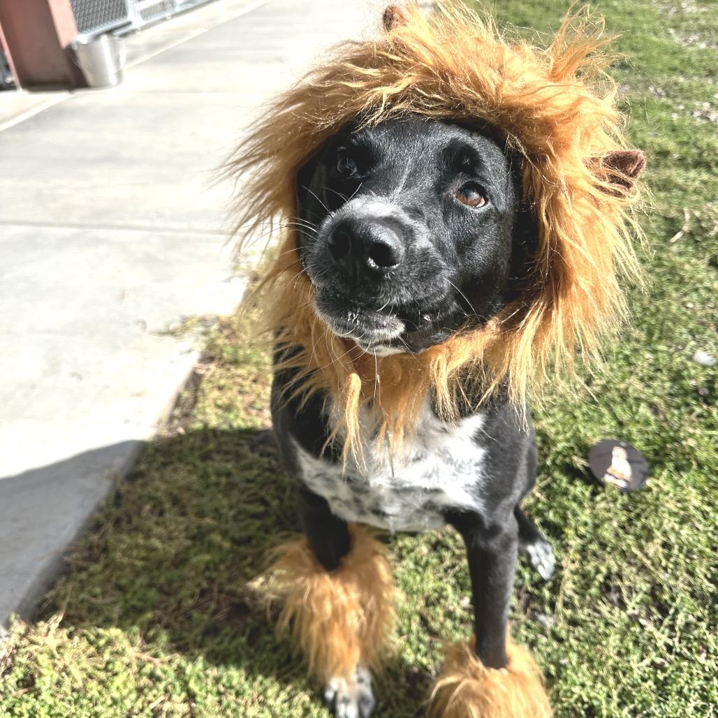 Enlarge Boomer, a Adoptable Mixed Breed in Park City, UT image 2/6