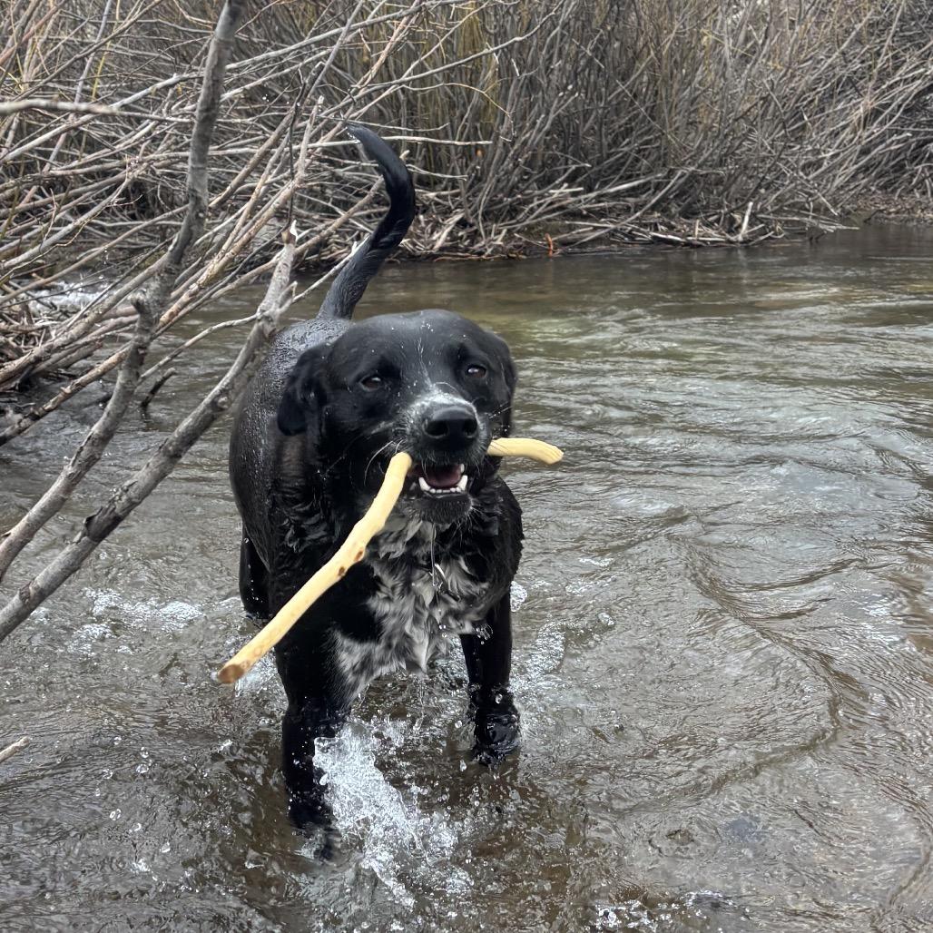 Enlarge Boomer, a Adoptable Mixed Breed in Park City, UT image 3/6