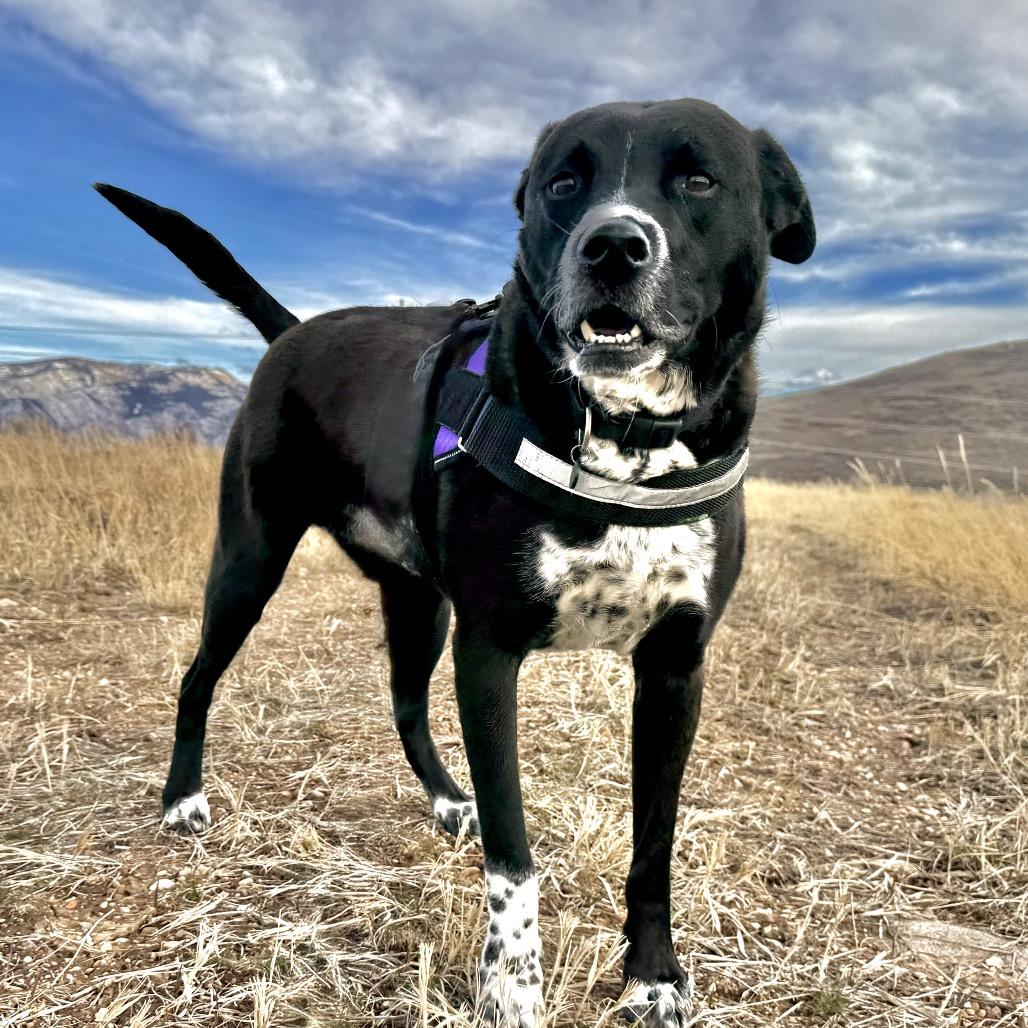 Enlarge Boomer, a Adoptable Mixed Breed in Park City, UT image 3/6