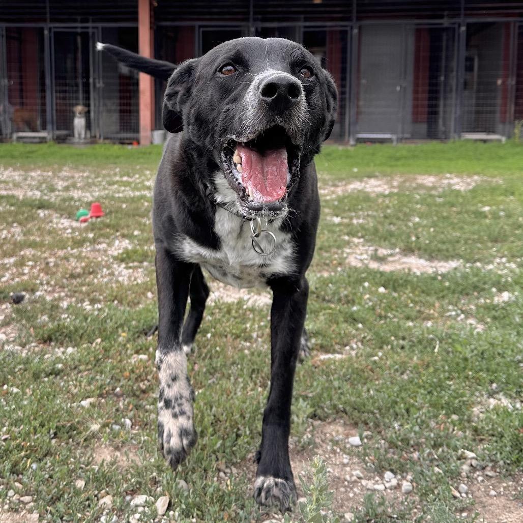 Enlarge Boomer, a Adoptable Mixed Breed in Park City, UT image 3/6