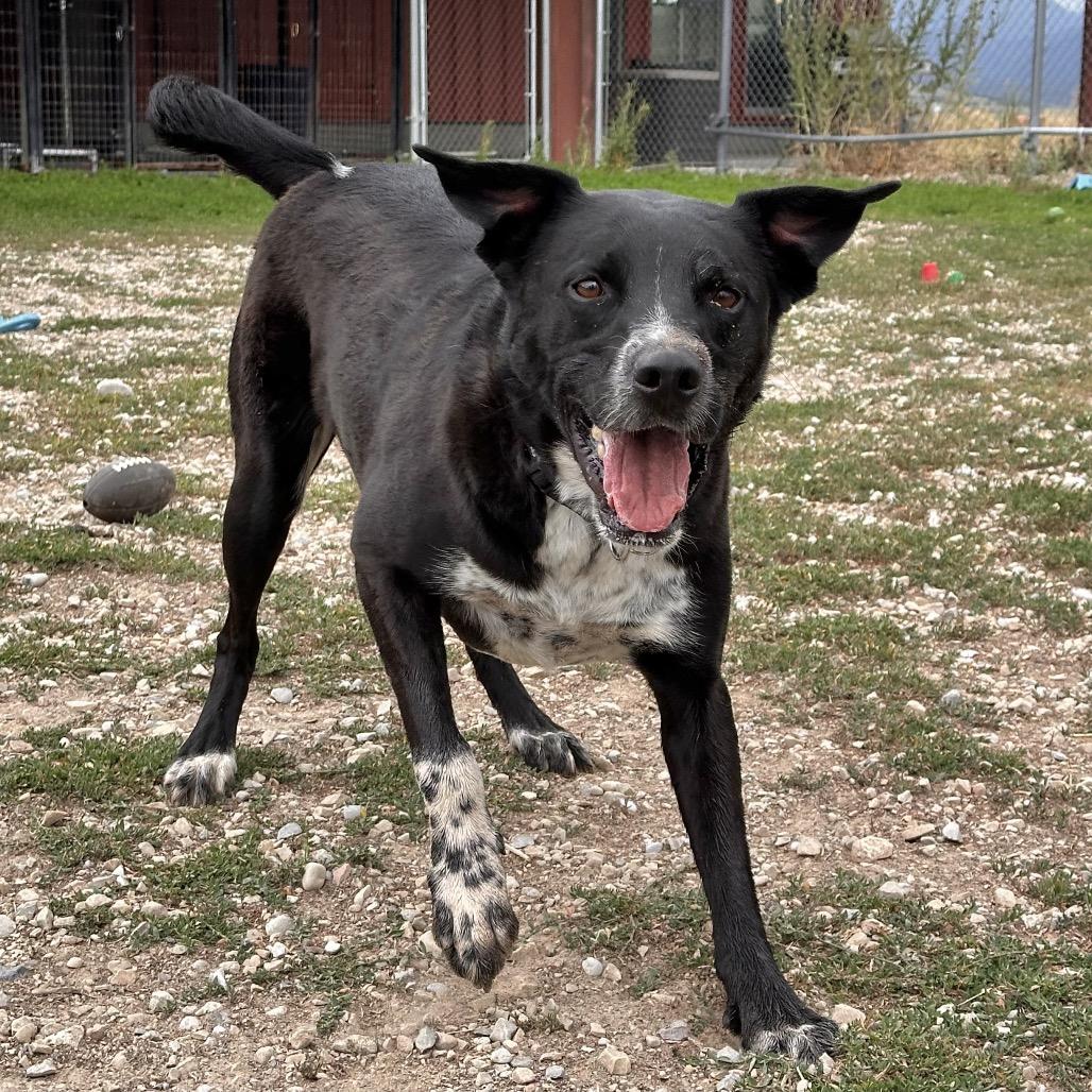 Enlarge Boomer, a Adoptable Mixed Breed in Park City, UT image 5/6
